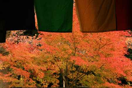 五色幕と紅葉