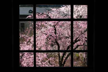 京都府庁の桜