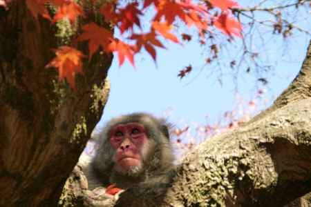  もう秋もおわりだねぇー