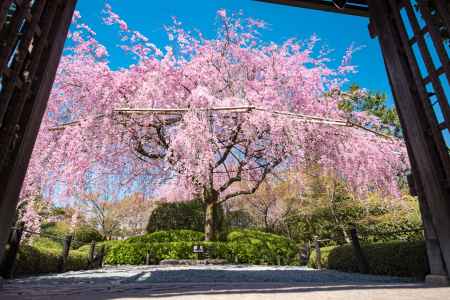 退蔵院枝垂れ桜