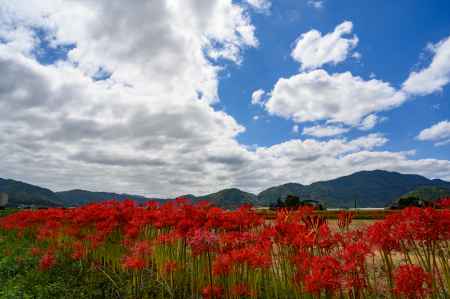 亀岡 初秋の空と彼岸花　