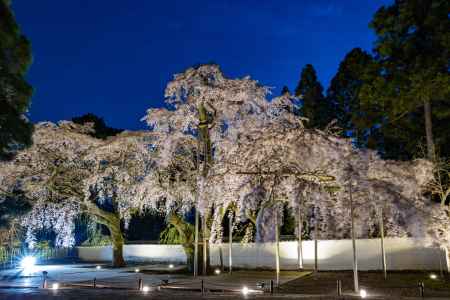 醍醐寺三宝院　枝垂れ桜　ライトアップ