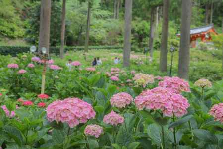 あじさい園