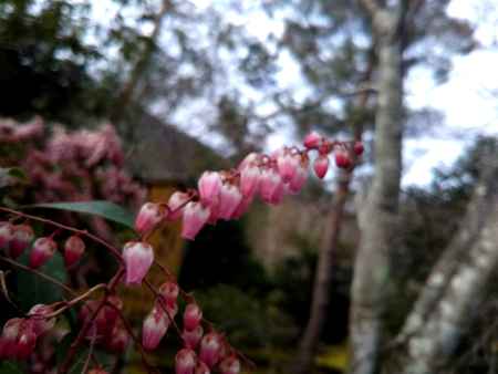 天龍寺の曙馬酔木