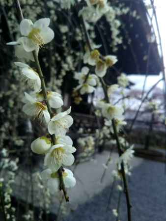 天龍寺の枝垂れ梅