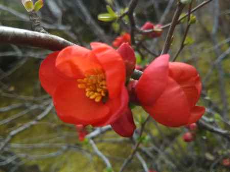 天龍寺の木瓜の花