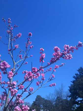 青空と桃の花 