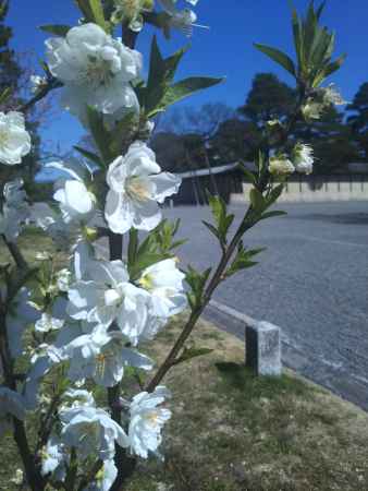 桃の花 御苑にて