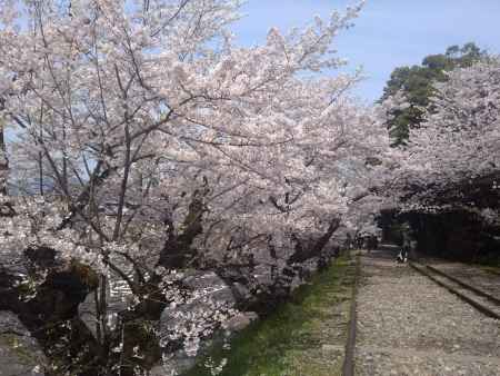 蹴上インクライン 春満開
