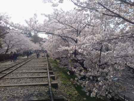 蹴上インクライン 桜並木