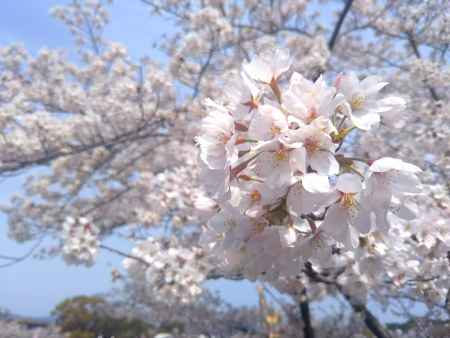 蹴上インクライン 桜咲く
