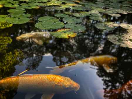 2019 天授庵の鯉