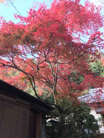 2018 紅葉の蓮華寺