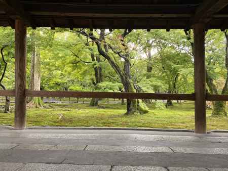 2019 東福寺の青もみじ