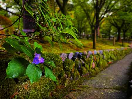 2019 東福寺の花