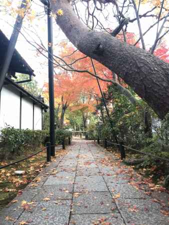 2018 妙心寺紅葉