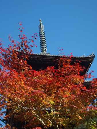 2019　盛秋　仁和寺　3