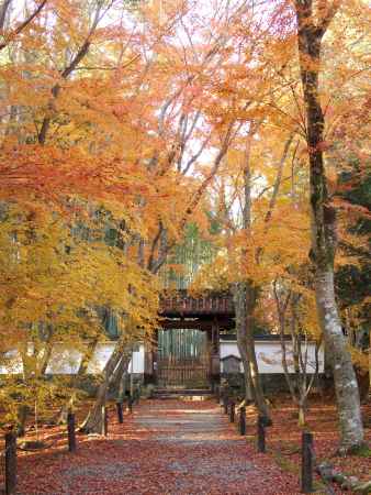 2019　盛秋　竹の寺　地蔵院　2