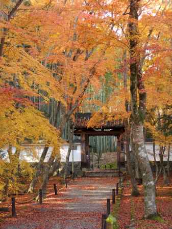 2019　盛秋　竹の寺　地蔵院　5