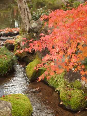 2019　盛秋　南禅寺　大寧軒　10