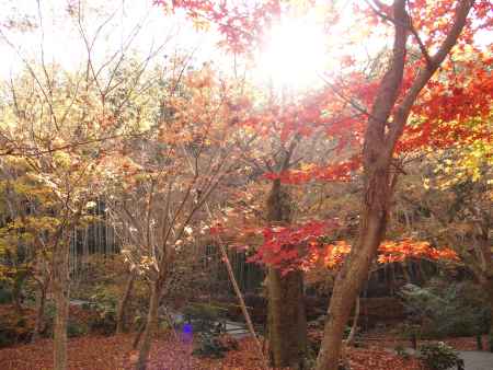 2019　晩秋　圓光寺　10