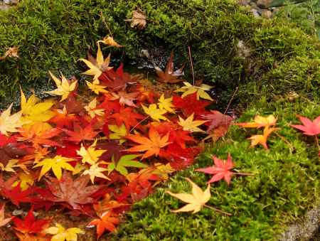 2019　晩秋　圓光寺　11
