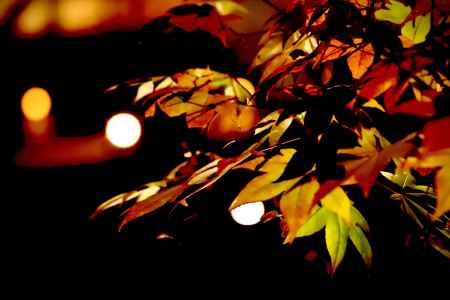 高台寺　紅葉ライトアップ