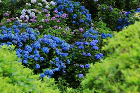 紫陽花