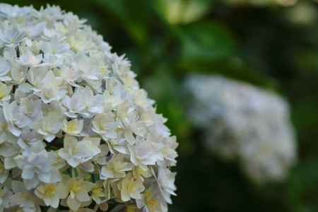 白の紫陽花