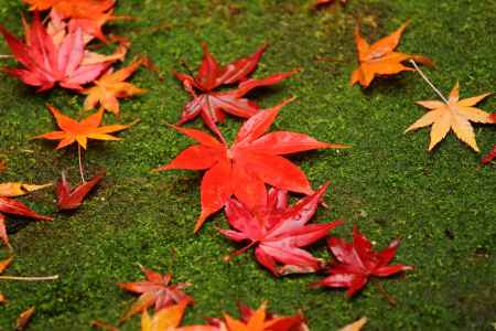 雨に濡れて映える