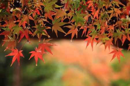 雨の紅葉