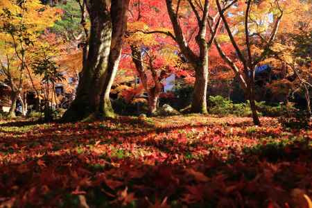 圓光寺の散紅葉