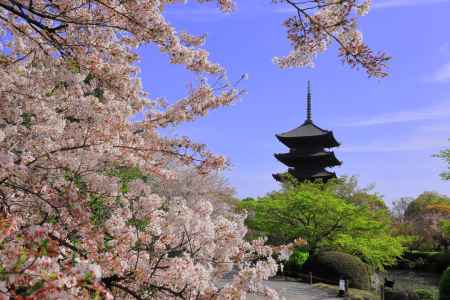 春の東寺①