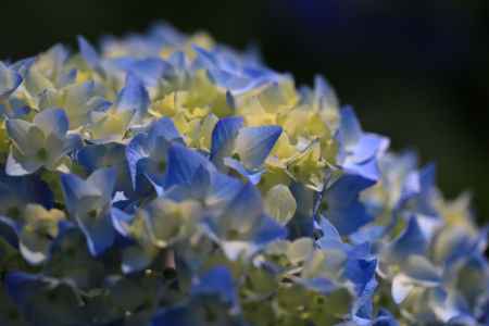 三室戸寺アジサイ園①