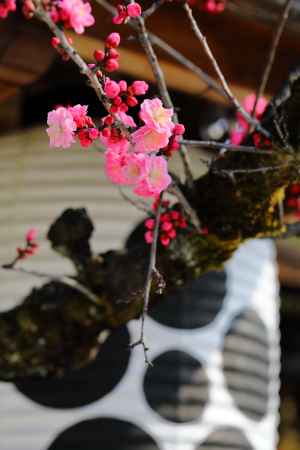 紅梅 北野天満宮 飛梅　