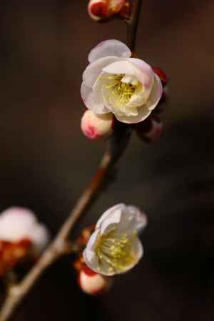 春の日差しの下で