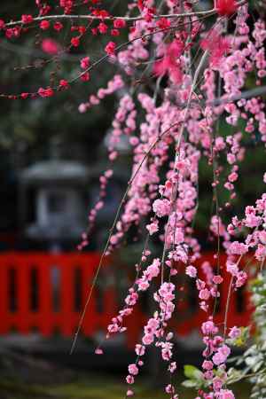 満開のしだれ梅