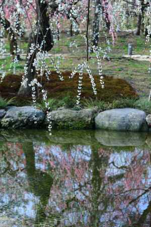 しだれ梅とリフレクション