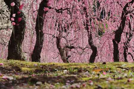 ピンクのカーテン