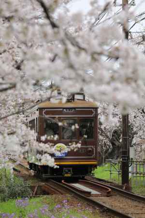 桜電車