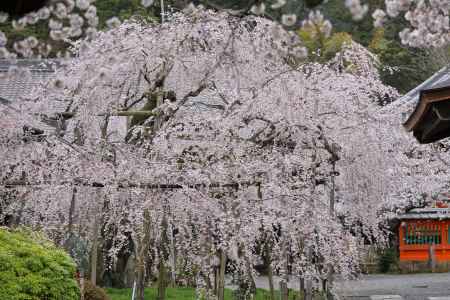 毘沙門堂の枝垂れ桜