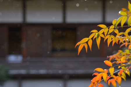 冬のひととき_大覚寺