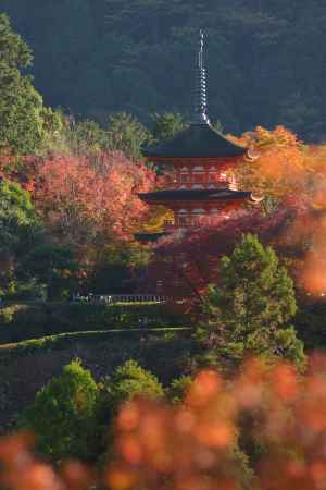 紅葉に囲まれた子安の塔