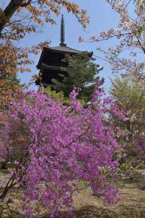 御室ツツジと五重塔