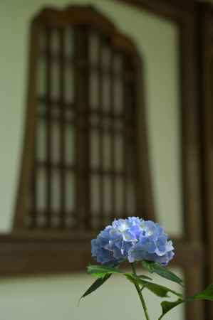 紫陽花園＿真如堂