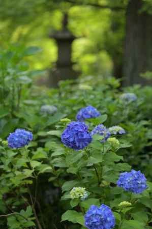 小さな紫陽花園＿真如堂