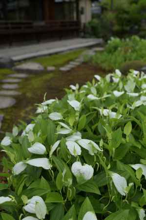 半夏生の庭・両足院