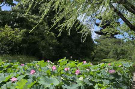 蓮と五重塔＿東寺