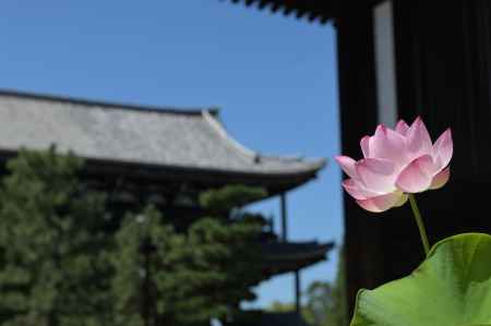 蓮と東福寺・三門