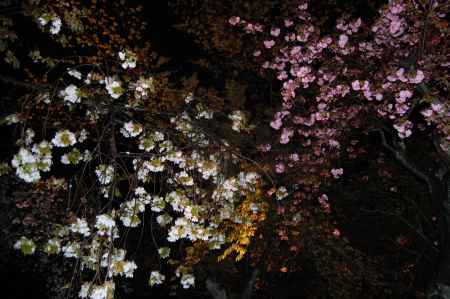 二条城　桜のライトアップ